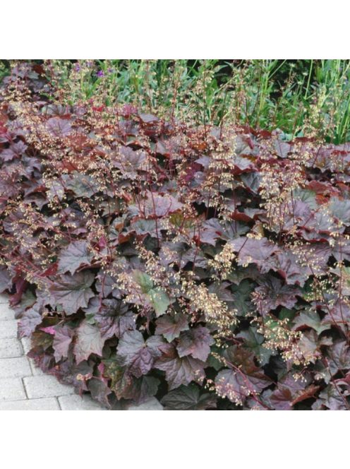 Tűzgyöngyvirág / HEUCHERA americana 'Palace Purple Select'