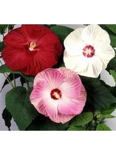  Mocsári hibiszkusz / HIBISCUS Moscheutos-Hybr. 'Galaxy'