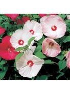 Mocsári hibiszkusz / HIBISCUS Moscheutos-Hybr. 'Disco Belle Mixed'