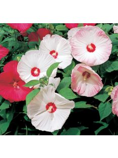   Mocsári hibiszkusz / HIBISCUS Moscheutos-Hybr. 'Disco Belle Mixed'