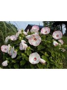 Mocsári hibiszkusz / HIBISCUS Moscheutos-Hybr. 'Disco Belle Mixed'