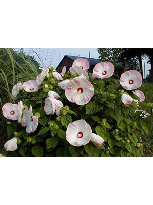 Mocsári hibiszkusz / HIBISCUS Moscheutos-Hybr. 'Disco Belle Mixed'