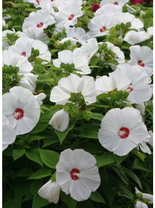Mocsári hibiszkusz / HIBISCUS Moscheutos-Hybr. 'Disco Belle Mixed'
