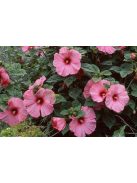 Mocsári hibiszkusz / HIBISCUS Moscheutos-Hybr. 'Disco Belle Mixed'