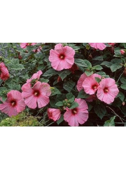 Mocsári hibiszkusz / HIBISCUS Moscheutos-Hybr. 'Disco Belle Mixed'