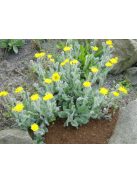 Waldstein hölgymál / HIERACIUM lanatum 