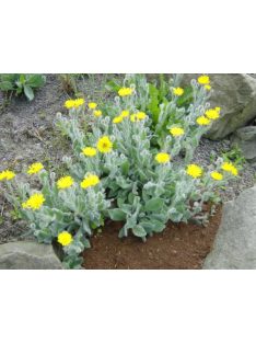 Waldstein hölgymál / HIERACIUM lanatum 