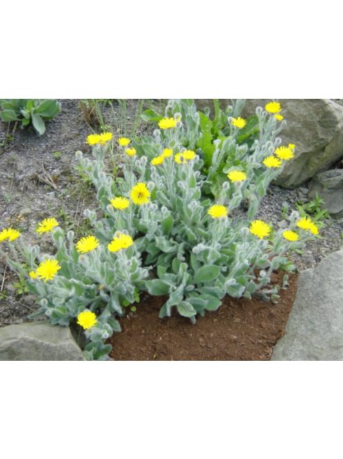 Waldstein hölgymál / HIERACIUM lanatum 