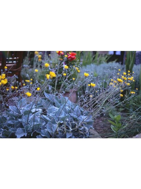 Waldstein hölgymál / HIERACIUM lanatum 