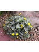 Waldstein hölgymál / HIERACIUM lanatum 