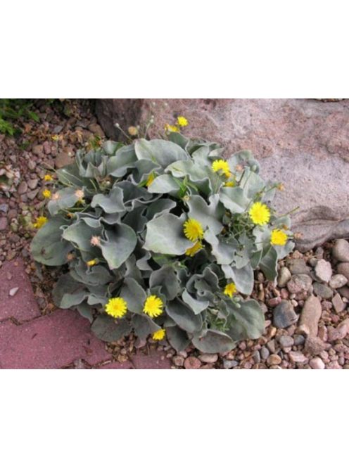 Waldstein hölgymál / HIERACIUM lanatum 