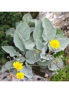 Waldstein hölgymál / HIERACIUM lanatum 