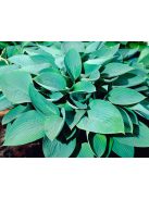 Árnyékliliom / HOSTA nigrescens 