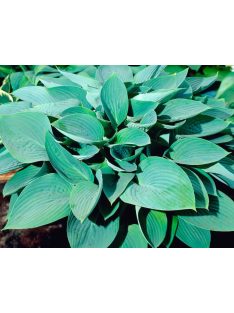 Árnyékliliom / HOSTA nigrescens 