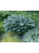Árnyékliliom / HOSTA nigrescens 