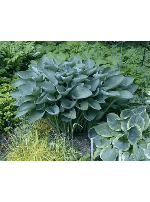 Árnyékliliom / HOSTA nigrescens 