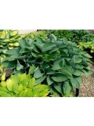 Árnyékliliom / HOSTA nigrescens 