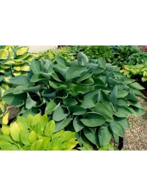 Árnyékliliom / HOSTA nigrescens 