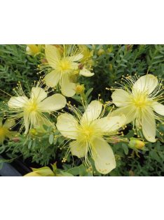  Olimposzi orbáncfű / HYPERICUM olympicum 'Moonlight'