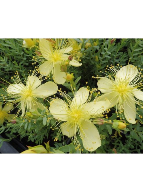 Olimposzi orbáncfű / HYPERICUM olympicum 'Moonlight'