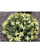 Olimposzi orbáncfű / HYPERICUM olympicum 'Moonlight'