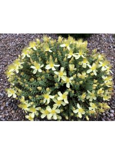   Olimposzi orbáncfű / HYPERICUM olympicum 'Moonlight'