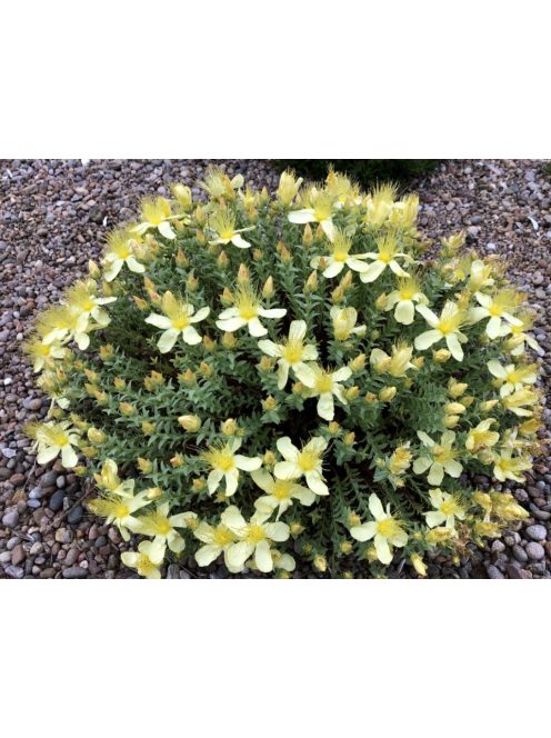 Olimposzi orbáncfű / HYPERICUM olympicum 'Moonlight'