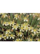 Olimposzi orbáncfű / HYPERICUM olympicum 'Moonlight'