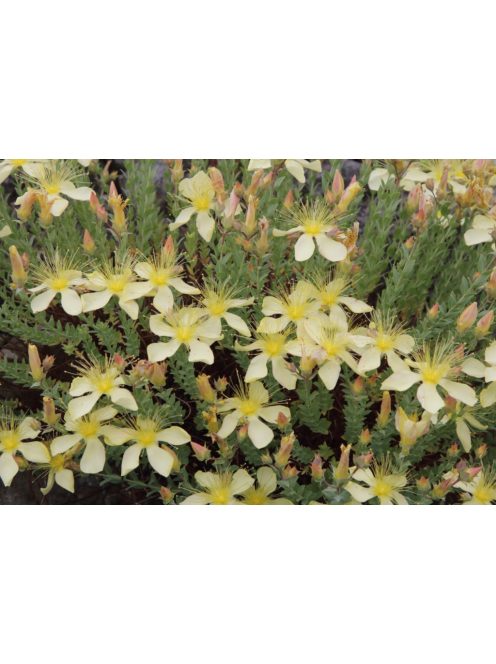 Olimposzi orbáncfű / HYPERICUM olympicum 'Moonlight'