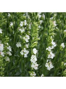 Izsópfű / HYSSOPUS officinalis 'Albus'