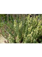 Izsópfű / HYSSOPUS officinalis 'Albus'