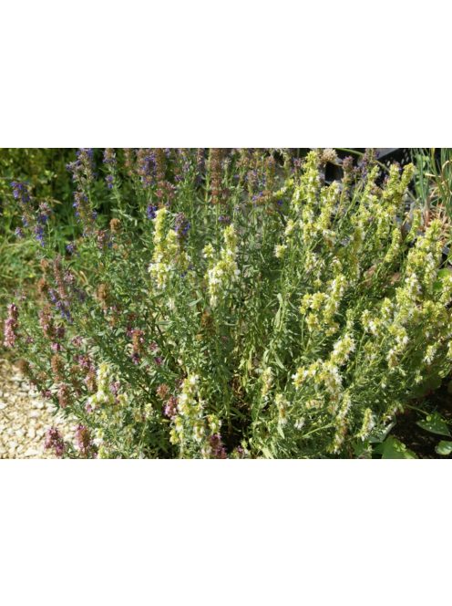 Izsópfű / HYSSOPUS officinalis 'Albus'