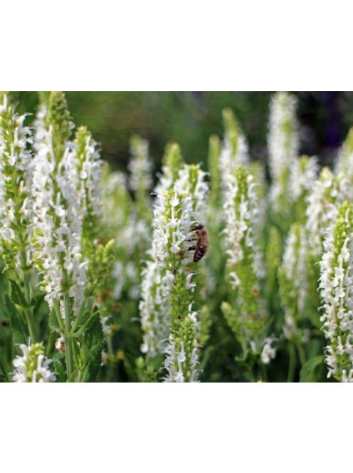 Izsópfű / HYSSOPUS officinalis 'Albus'
