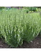 Izsópfű / HYSSOPUS officinalis 'Albus'