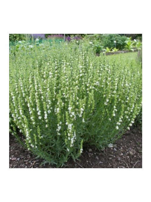 Izsópfű / HYSSOPUS officinalis 'Albus'
