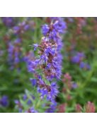 Izsópfű / HYSSOPUS officinalis 'Caeruleus'
