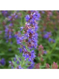 Izsópfű / HYSSOPUS officinalis 'Caeruleus'