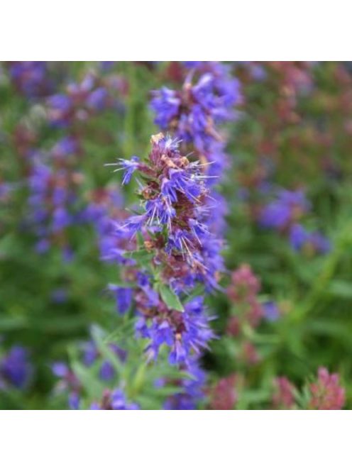 Izsópfű / HYSSOPUS officinalis 'Caeruleus'