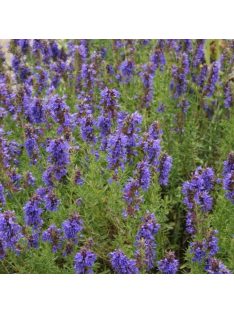 Izsópfű / HYSSOPUS officinalis 'Caeruleus'
