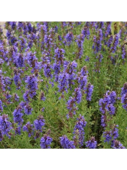 Izsópfű / HYSSOPUS officinalis 'Caeruleus'