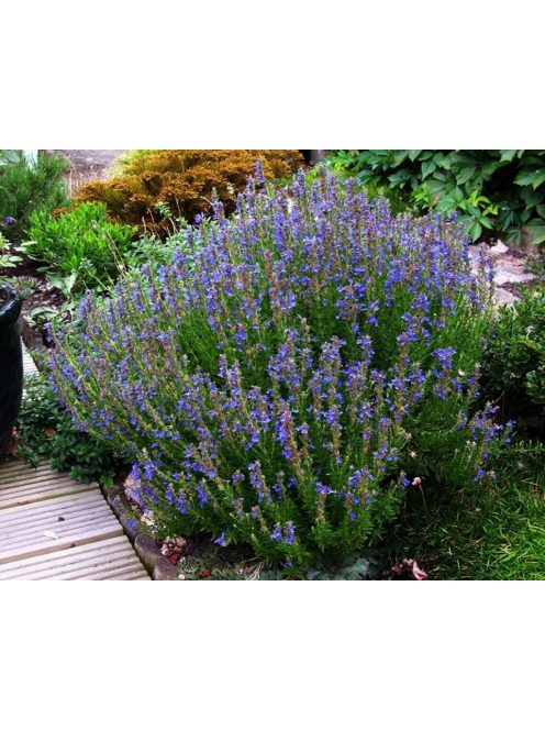 Izsópfű / HYSSOPUS officinalis 'Caeruleus'