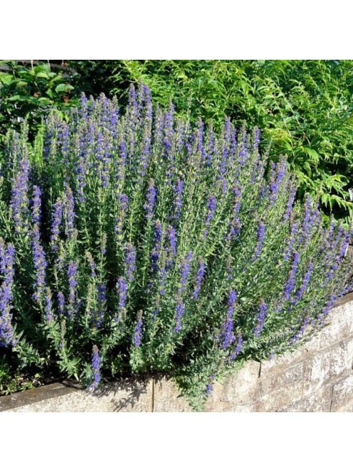 Izsópfű / HYSSOPUS officinalis 'Caeruleus'