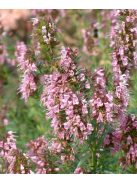 Izsópfű / HYSSOPUS officinalis 'Roseus'