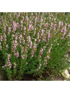 Izsópfű / HYSSOPUS officinalis 'Roseus'