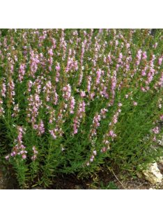 Izsópfű / HYSSOPUS officinalis 'Roseus'