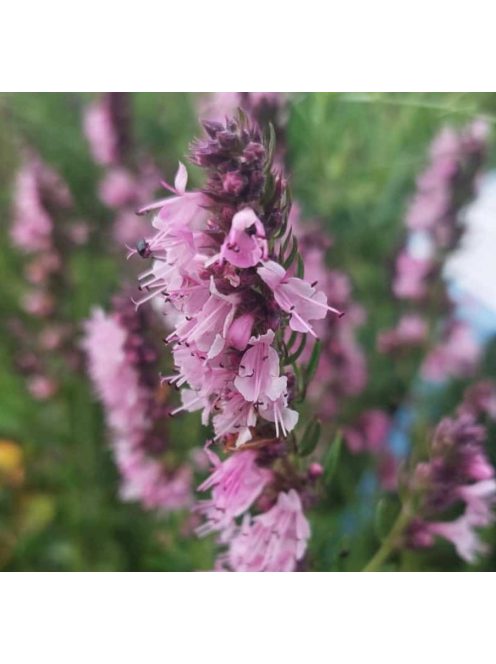 Izsópfű / HYSSOPUS officinalis 'Roseus'