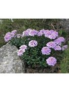 Gibraltári tatárvirág / IBERIS gibraltarica 