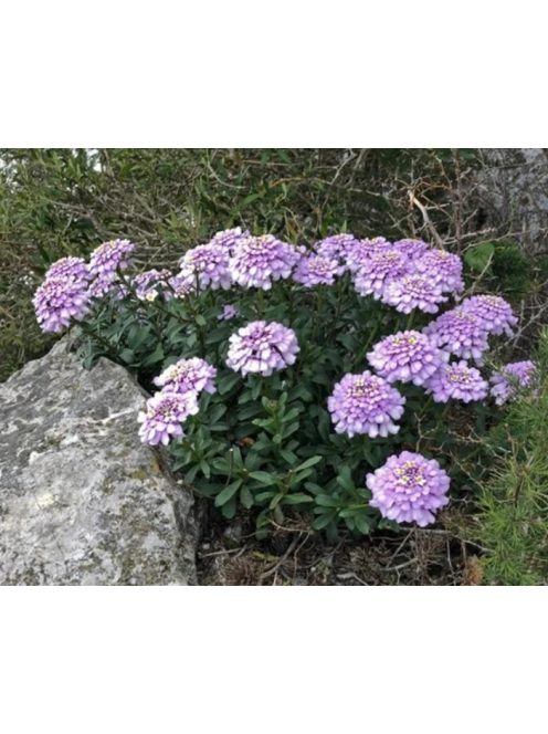 Gibraltári tatárvirág / IBERIS gibraltarica 