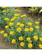 Kardlevelű peremizs / INULA ensifolia 'Compacta'