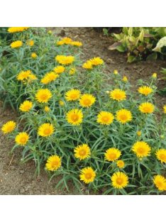 Kardlevelű peremizs / INULA ensifolia 'Compacta'